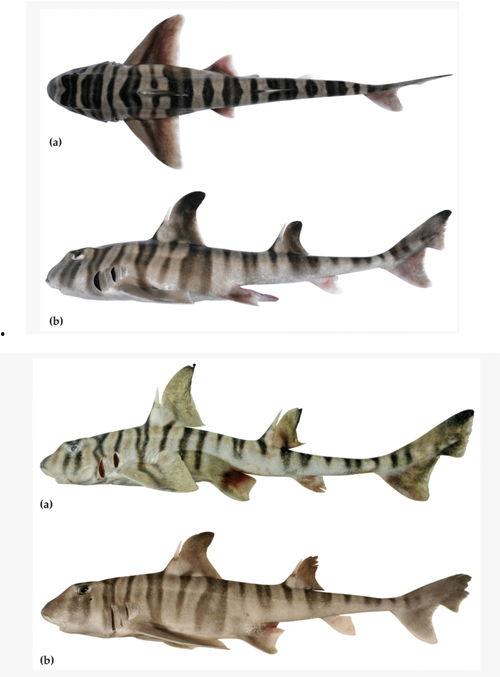虎鲨的资料,揭秘虎鲨的生存智慧与捕食技巧
