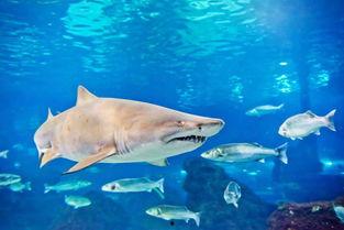 虎鲨的资料,揭秘虎鲨的生存智慧与捕食技巧